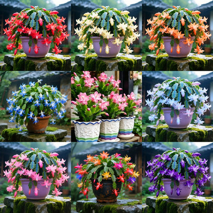 ✨🌸 Rainbow Schlumbergera – Beautiful, Easy-Care Seasonal Blooms