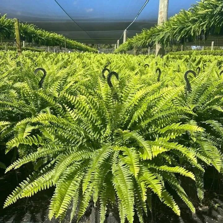💛Glowing Boston Ferns with Lights -  🍃 Zero Watering, Zero Maintenance