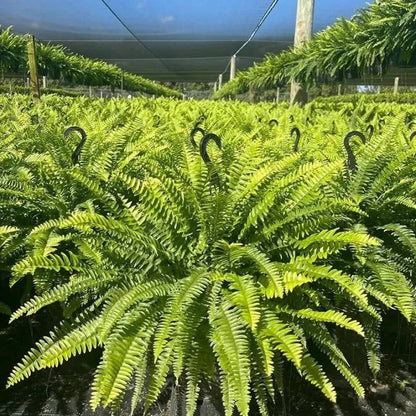 💛Glowing Boston Ferns with Lights -  🍃 Zero Watering, Zero Maintenance