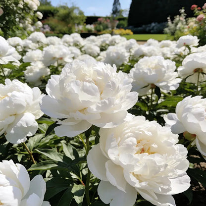 🏅2026 Best Seller 🌺'King of Flowers' Rare Double Peony Roots