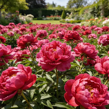 🏅2026 Best Seller 🌺'King of Flowers' Rare Double Peony Roots