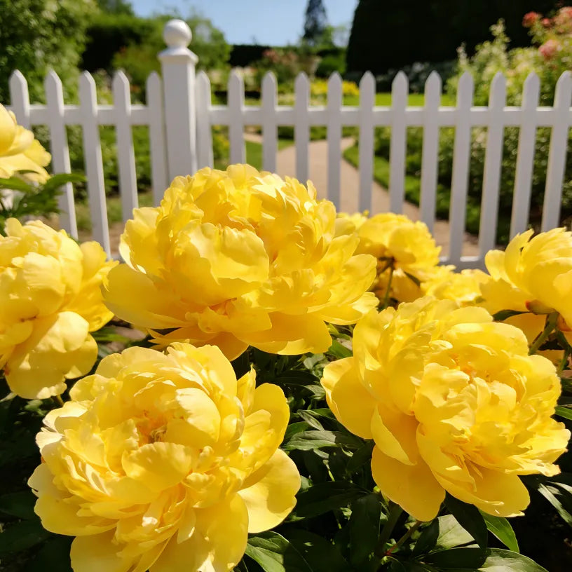 🏅2026 Best Seller 🌺'King of Flowers' Rare Double Peony Roots