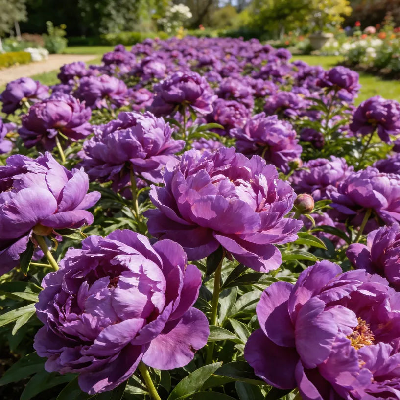 🏅2026 Best Seller 🌺'King of Flowers' Rare Double Peony Roots