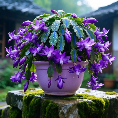 ✨🌸 Rainbow Schlumbergera – Beautiful, Easy-Care Seasonal Blooms
