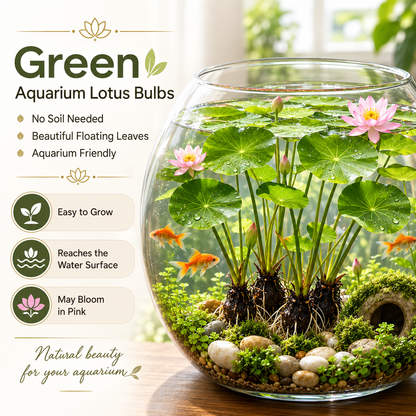 🐟Hydroponic red lotus roots🌿 Turn Your Aquarium into a Living Garden