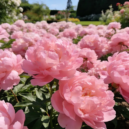 🏅2026 Best Seller 🌺'King of Flowers' Rare Double Peony Roots