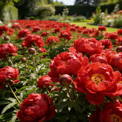 🏅2026 Best Seller 🌺'King of Flowers' Rare Double Peony Roots