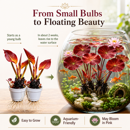 🐟Hydroponic red lotus roots🌿 Turn Your Aquarium into a Living Garden