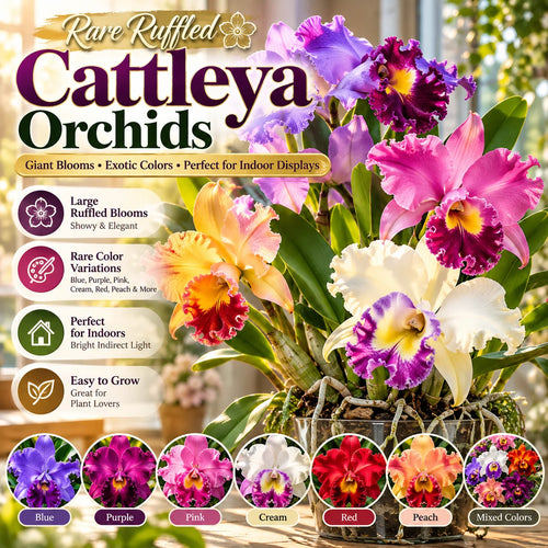 🌸 Rare Ruffled Cattleya Orchid – Rooted Pseudobulbs for Growing Exotic Blooms