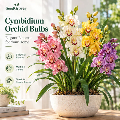 👑 The Queen of Orchids — Long-Lasting Cymbidium Bulbs