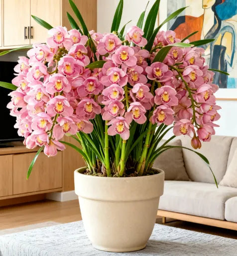 👑 The Queen of Orchids — Long-Lasting Cymbidium Bulbs