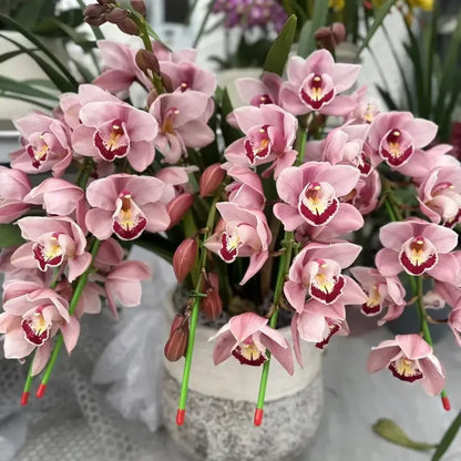 👑 The Queen of Orchids — Long-Lasting Cymbidium Bulbs