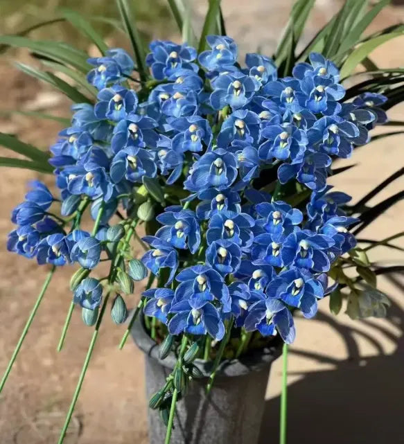 👑 The Queen of Orchids — Long-Lasting Cymbidium Bulbs
