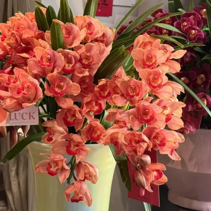 👑 The Queen of Orchids — Long-Lasting Cymbidium Bulbs