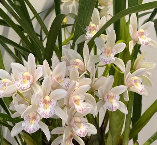 👑 The Queen of Orchids — Long-Lasting Cymbidium Bulbs