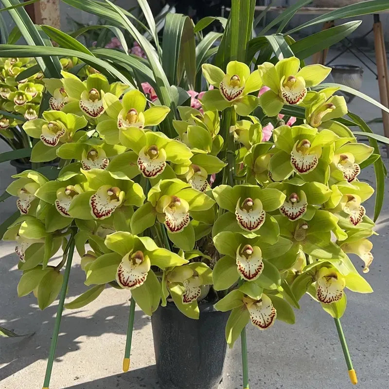 👑 The Queen of Orchids — Long-Lasting Cymbidium Bulbs