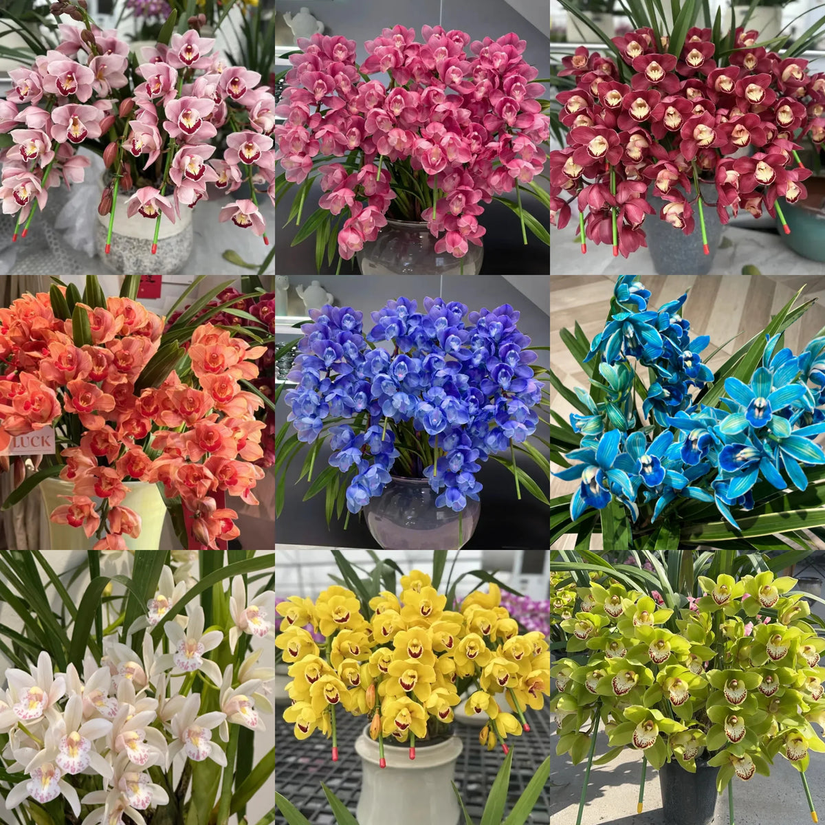👑 The Queen of Orchids — Long-Lasting Cymbidium Bulbs
