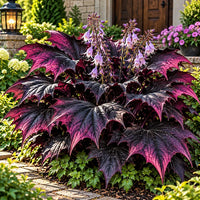 Black Purple