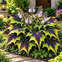 Green Purple