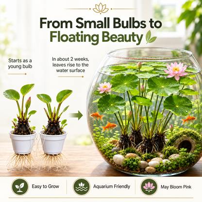 🐟Hydroponic red lotus roots🌿 Turn Your Aquarium into a Living Garden