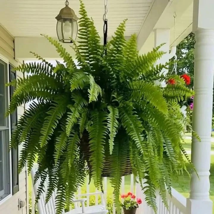 💛Glowing Boston Ferns with Lights -  🍃 Zero Watering, Zero Maintenance