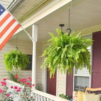 💛Glowing Boston Ferns with Lights -  🍃 Zero Watering, Zero Maintenance