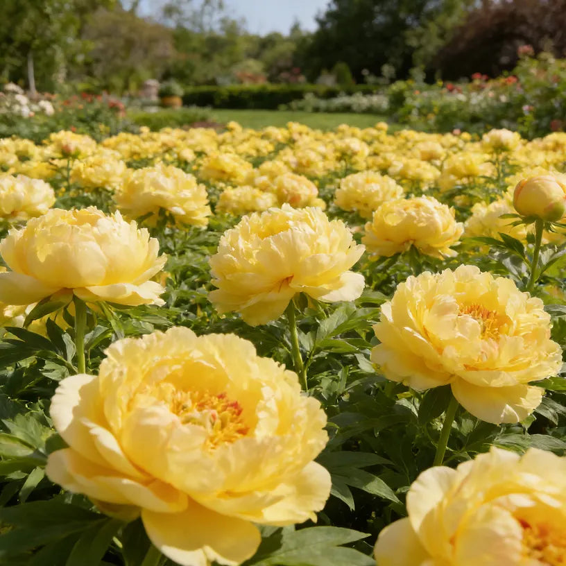 🏅2026 Best Seller 🌺'King of Flowers' Rare Double Peony Roots