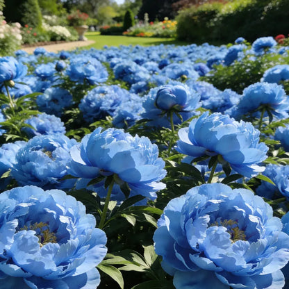 🏅2026 Best Seller 🌺'King of Flowers' Rare Double Peony Roots
