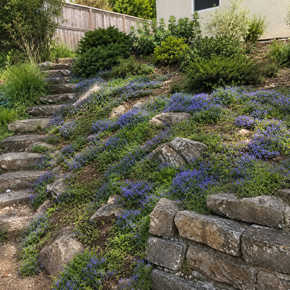 🌸Creeping Thyme Seeds, Multi-Color Ground Cover Flower Seeds🌸