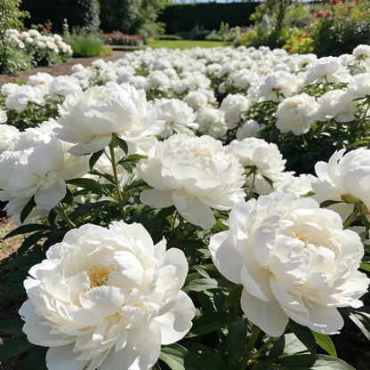🏅2026 Best Seller 🌺'King of Flowers' Rare Double Peony Roots