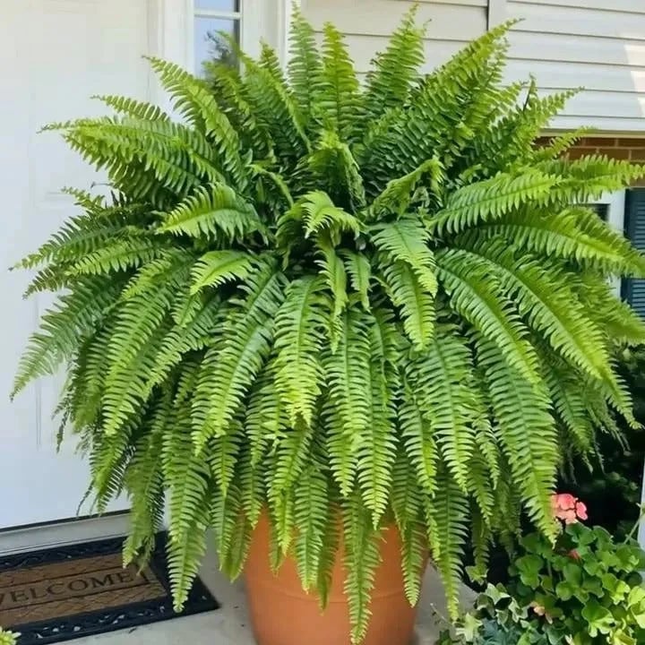 💛Glowing Boston Ferns with Lights -  🍃 Zero Watering, Zero Maintenance