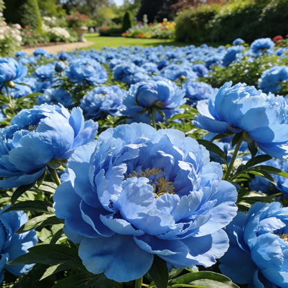 🏅2026 Best Seller 🌺'King of Flowers' Rare Double Peony Roots