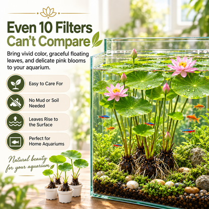 🐟Hydroponic red lotus roots🌿 Turn Your Aquarium into a Living Garden