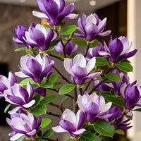 🔥Purple