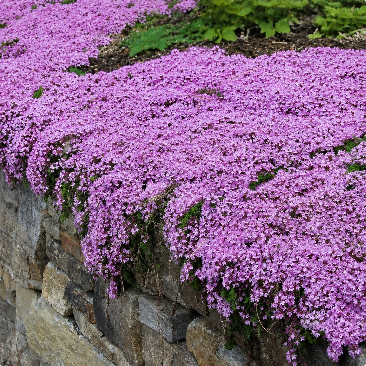 Purple creeping thyme flowering ground cover