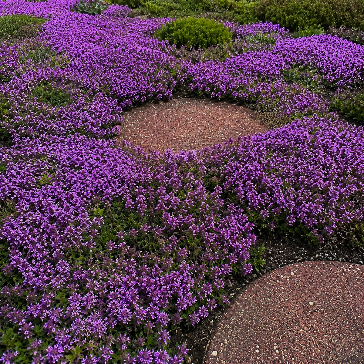 🌸Creeping Thyme Seeds, Multi-Color Ground Cover Flower Seeds🌸