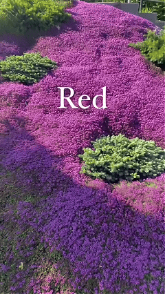 Colorful creeping thyme ground cover