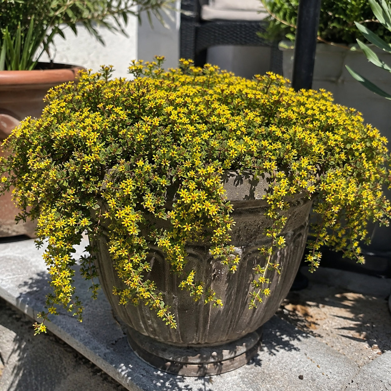 Yellow creeping thyme